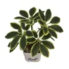 Green plant potted plants for indoor air purification, small potted plants and succulent plant combinations Item Picture